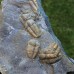 Ellipsocephalus hoffi